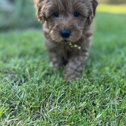 Maltipoo Puppies from Jessica's Maltipoos