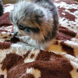 Mooney - Pomeranian