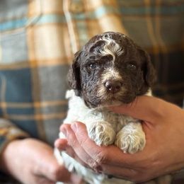 Girl 3 - Brown roan female Lagotto Romagnolo puppy in Sugar Valley, Georgia from Pinnacle Farm and Kennel