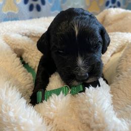 Goldendoodle, Poodle, and Sheepadoodle Puppies from Heavenly Hilltop Farm