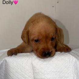 Anna Pink Collar - Yellow female Labrador Retriever puppy in Elloree, South Carolina from Moonlight Kennels LLC