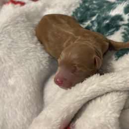 Goldendoodles from AZ River Doodles