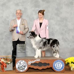Louie - Border Collie