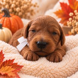 White collar - Red female Irish Doodle puppy in Madison, Wisconsin from Morningside Doodles