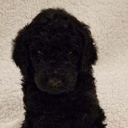 Poodle Puppies from Strut Your Stuff Standard Poodles