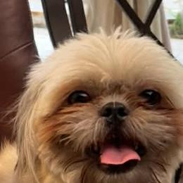 Milo - Shih Tzu