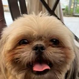 Milo - Shih Tzu