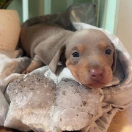 Dachshund Puppies from DachshyVerse