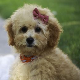 Boy 2 - male Poodle puppy in Etna Green, Indiana from Perfect Match Poodles