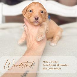 Woodstock - Apricot female Goldendoodle puppy in Hiddenite, North Carolina from Rose and Reid Doodles