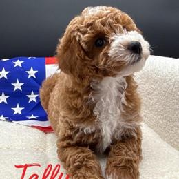 Taffy - Apricot female Poodle puppy in Salem, Missouri from Meadowbrook Poodles