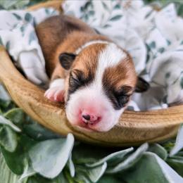 Red and white Female - Red and white female American Corgi puppy in Taylorsville, North Carolina from America's Red White and Bluie Corgis