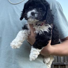 Luna - Black and white female Cavapoo puppy in Buda, Texas from Haus of Doodles