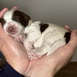 Rocky - Parti male Australian Cobberdog puppy in Clancy, Montana from MountainAyres Australian Cobberdogs