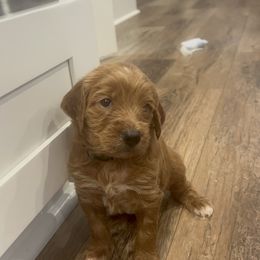 Goldendoodle Puppies from Ellie's Goldendoodles