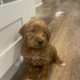Goldendoodle Puppies from Ellie's Goldendoodles