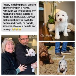 Australian Labradoodle Puppies from Berrybrook Doodles