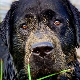 Labrador Retriever Puppies from Sound View Labradors East