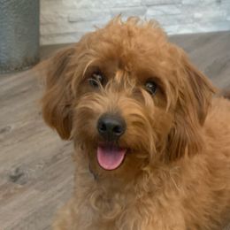 Labradoodles from Cook Doodles
