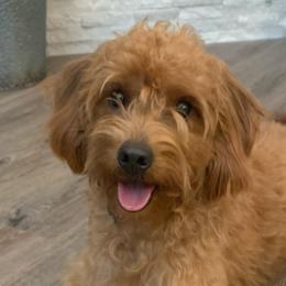 Labradoodles from Cook Doodles