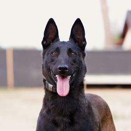 Reddy - Belgian Malinois