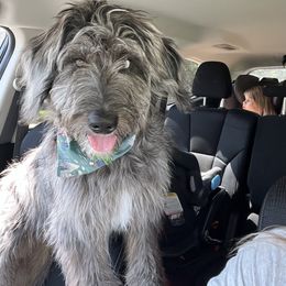 Aussiedoodle All Grown Up from Aspen Mountain Doodles LLC