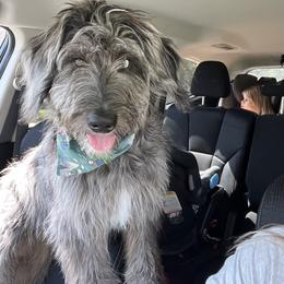 Aussiedoodle All Grown Up from Aspen Mountain Doodles LLC