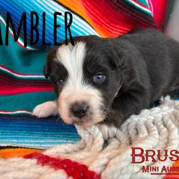 BRUSHY CREEKS RAMBLER - Black tri-color female Australian Shepherd puppy in Red Oak, Texas from Brushy Creek Aussies & Mini Aussies