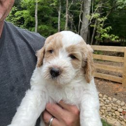 Goldendoodle Puppies from Ellie's Goldendoodles