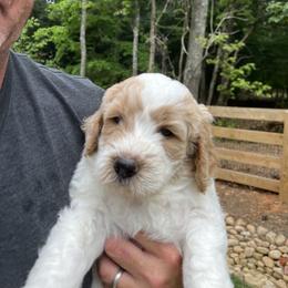 Goldendoodle Puppies from Ellie's Goldendoodles