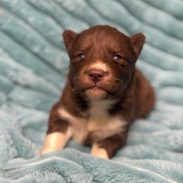 Arizona - Red and white female Siberian Husky puppy in London, Ohio from Rose Trail Siberian’s