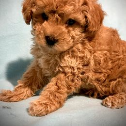 Jonah - Poodle puppy from Bows and Bot Ties