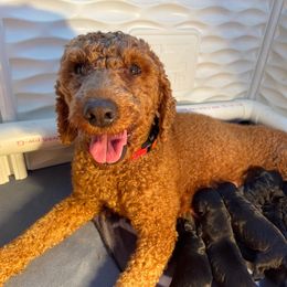 Sellie - Goldendoodle