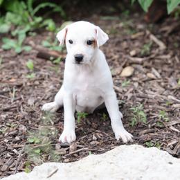 Minnie - White female Jack Russell Terrier puppy in West Bend, Iowa from Blue Skies Terriers