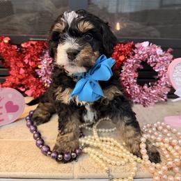 Junior - Tri-color male Bernedoodle puppy in Wytheville, Virginia from Pine Brook Pups
