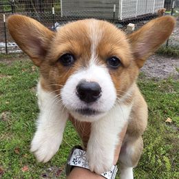 Girl 1 - Red and white female American Corgi puppy in Middleburg, Florida from Mulkeys Little Corgis