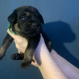 Labrador Retriever Puppies from Shadows Lovely Kennel