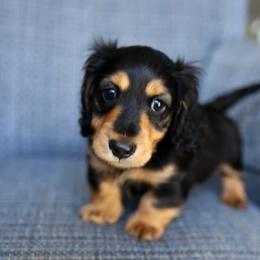 Charlie - Black and tan male Dachshund puppy in El Dorado Hills, California from Golden Hill Dachshunds