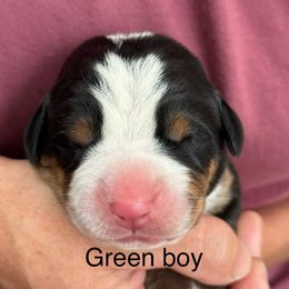 Green boy - Black, white and red male Greater Swiss Mountain Dog puppy in Woodland, Washington from Woodland Swissie’s
