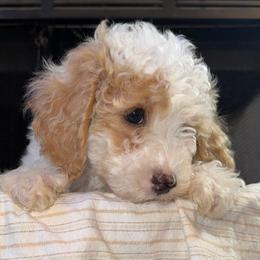 Doc - White male Poodle puppy in Akeley, Minnesota from Blessed Acres Miniature Poodles