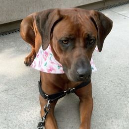 Rhodesian Ridgeback All Grown Up from Chicora Rhodesian Ridgebacks