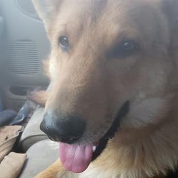 Australian Shepherds and German Shepherds from Bigler Ranch Shepherds