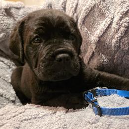 Blue Collar Male - Black brindle male Cane Corso puppy in Pylesville, Maryland from Safe Haven Cane Corso