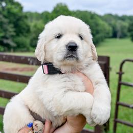 Liberty - Light golden female Golden Retriever puppy in Fair Play, South Carolina from Down South Goldens