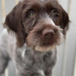 Wirehaired Pointing Griffon Puppies from Longleaf Griffons