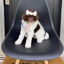 Boa - Brown and white female Bernedoodle puppy in Salt Lake County, Utah from Coco Avenue Pups