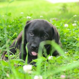 Labrador Retrievers from Cribstone Labradors