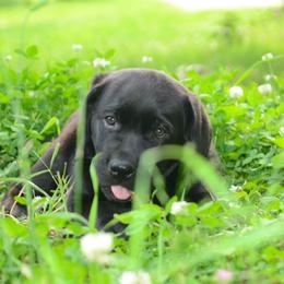 Labrador Retrievers from Cribstone Labradors