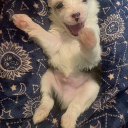 Chinese Crested Puppies from DeBahTrio Chinese Cresteds