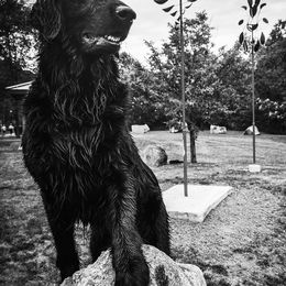 Flat-Coated Retrievers from Nautabout Kennels